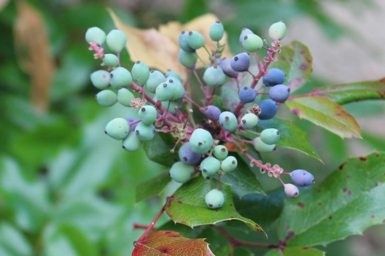 Reinhardswald-Grundschule